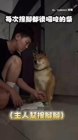 【來不及傲嬌】柴柴一擦腳就低吼…下秒被主人拿捏啦XD