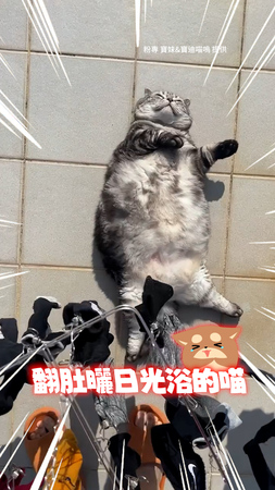【圓滾滾身材】美國短毛貓超愛躺陽台曬太陽！網笑：怎麼有海豹？