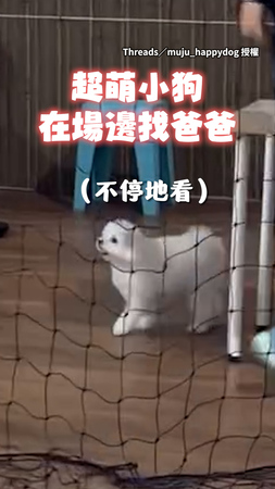 【心臟爆擊】超萌小狗差點找不到爸！一聽呼喚秒飛奔懷裡