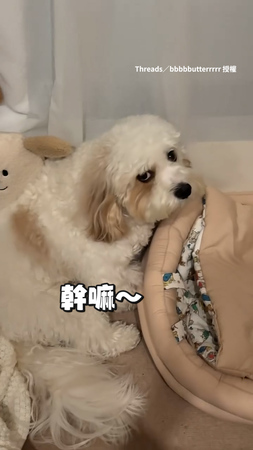 【不嘻嘻】小狗要被送去外婆家超不爽！擺臭臉還瞪媽咪XD