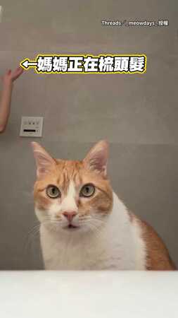 【人類也要梳毛？】橘貓見媽梳頭髮一臉震驚XD