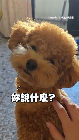 【恐怖情汪】貴賓狗聽媽說要去上班 秒暴怒阻止XD