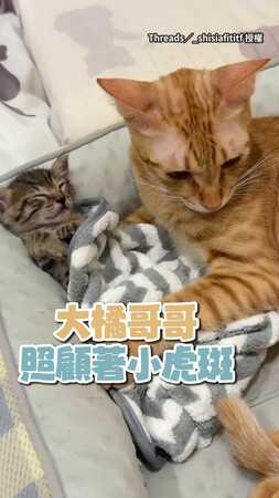 【窒息的愛】大橘貓哥滿滿寵溺！暖心照顧小虎斑