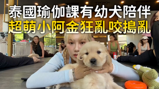 泰國瑜伽課有幼犬陪伴　超萌小阿金狂亂咬搗亂