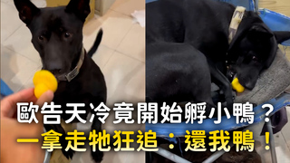 歐告天冷竟開始孵小鴨？　一拿走牠狂追：還我鴨！