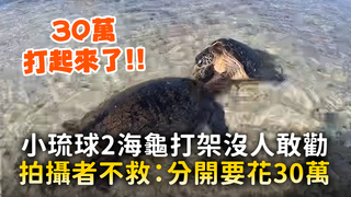 小琉球2海龜打架沒人敢勸　拍攝者不救：分開要花30萬