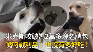 米克斯咬破媽2萬多塊名牌包　嘴叼戰利品：也沒有到很好吃