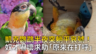 凱克鸚鵡半夜突躺平哀號！　奴才嚇壞求助「原來在打呼」
