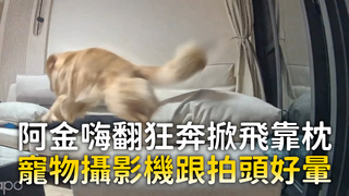 阿金嗨翻狂奔掀飛靠枕　寵物攝影機跟拍頭好暈