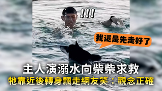 主人演溺水向柴柴求救　牠靠近後轉身飄走網友笑：觀念正確