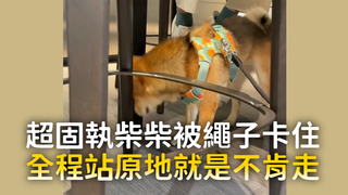 超固執柴柴被繩子卡住　全程站原地就是不肯走