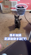 【吃貨貓的手語課】原來貓也會拜託拜託！狂求17秒只為一口吃的XD