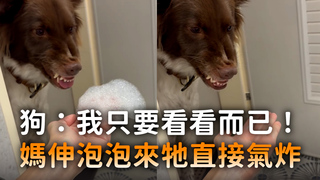 狗：我只要看看而已！　媽伸泡泡來牠直接氣炸