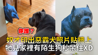 奴才印出惡霸犬照片貼牆上　牠見家裡有陌生狗秒呆住XD