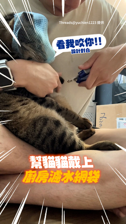【看我咬你】虎斑貓「濾水袋套頭」剪指甲！爸摸頭安撫牠還是氣噗噗