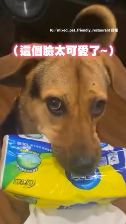 【你要來一張嗎】狗狗咬衛生紙給人用 隨叫隨到好方便