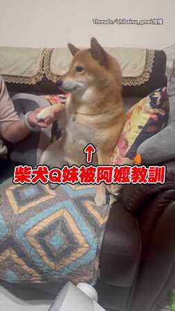 【傻傻的】柴犬被阿嬤拿拖鞋「打打」說換手就換手XD