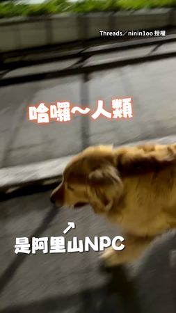 【解鎖阿里山NPC】人類熱情搭訕Golden邊走邊碎碎念XD