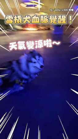 【我的雪橇呢】阿拉斯加雪橇犬遇到涼爽天氣！血脈要覺醒啦XD