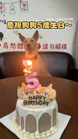【慶祝狗狗5歲生日！】乖巧坐蛋糕前聽汪汪生日歌超萌XD