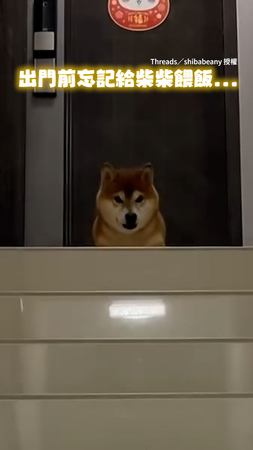 【氣到快說人話】出門前忘記餵柴柴　牠餓到站在門口罵XD