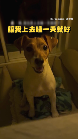 【偶會乖乖的】傑克羅素瘋狂撒嬌嚶嚶叫❤️想跟媽媽一起睡