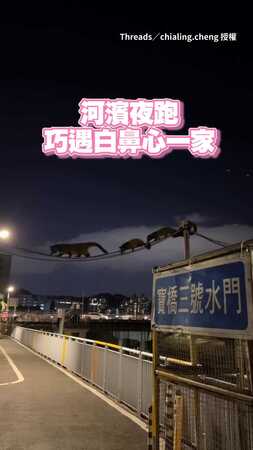 【太萌啦】河濱巧遇白鼻心一家走在電線上！