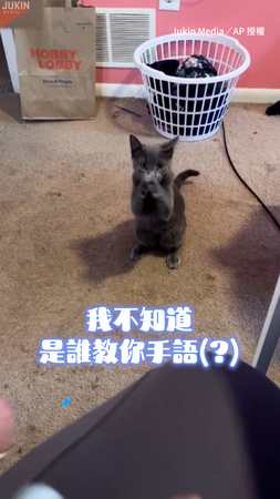 【吃貨貓的手語課】原來貓也會拜託拜託！狂求17秒只為一口吃的XD