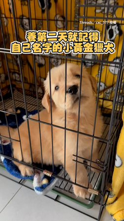 【愛撒嬌小狗】黃金獵犬聽見自己名字　立刻變身超萌嚶嚶怪