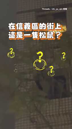 【鼠GO義餒】台北信義區街頭見到飛鼠突然起飛！
