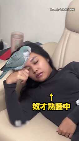 【稱職的鳥架】奴才睡著「手還舉著」給鸚鵡站XD