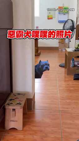 【你誰？】奴才印惡霸犬照片貼牆上　牠見家裡有陌生狗秒呆住XD