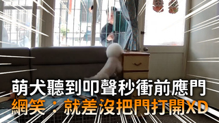萌犬聽到叩聲秒衝前應門　網笑：就差沒把門打開XD