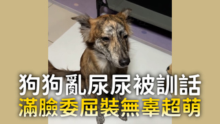 狗狗亂尿尿被訓話　滿臉委屈裝無辜超萌