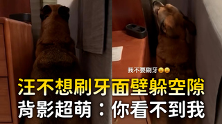 汪不想刷牙面壁躲空隙　背影超萌：你看不到我