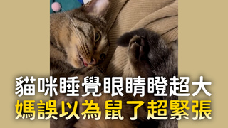 貓咪睡覺眼睛瞪超大　媽誤以為鼠了超緊張