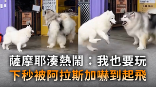 薩摩耶湊熱鬧：我也要玩　下秒被阿拉斯加嚇到起飛