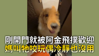 剛開門就被阿金飛撲歡迎 媽叫牠咬玩偶冷靜也沒用