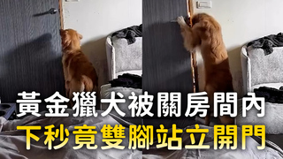 黃金獵犬被關房間內　下秒竟雙腳站立開門