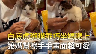 白底虎斑貓乖巧坐媽腿上　讓媽幫擦手手畫面超可愛