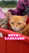 【漂流箱裡全是愛】泰國洪災主人奮力護著5隻貓穿過汙水 畫面超催淚QQ