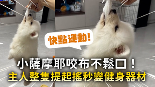 小薩摩耶咬布不鬆口！　主人整隻提起上下搖秒變健身器材