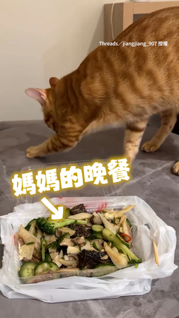 【這太臭惹】貓咪見媽吃鹽水雞　牠嫌臭竟做埋砂動作XD