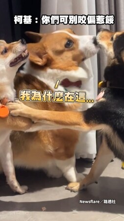 【兩柴在吵架】柯基夾中間：你們可別咬偏惹餒OAO