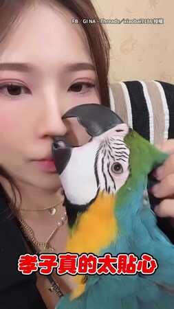 【已經太孝順了】鸚鵡用舌頭幫媽媽清鼻孔...下秒伸進嘴裡XD