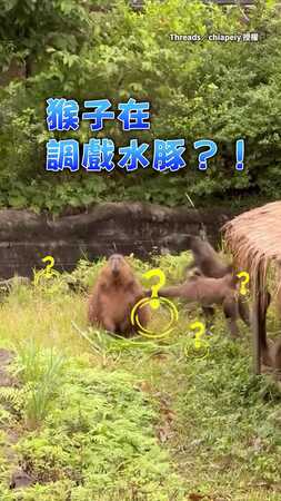 【被猴子煩到極限】水豚怒吼：你弄夠沒！　下一秒直接水遁XD