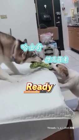 【傑克羅素vs.哈士奇開打】出國幾天，家裡氣氛完全失控????