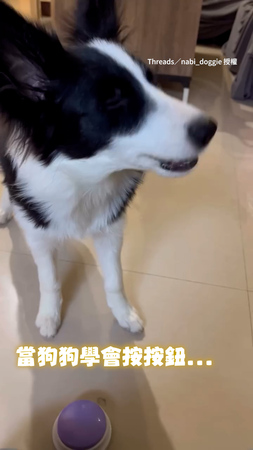 【當邊牧學會按按鈕】每天蹲按鈕前瘋狂要飯吃XD