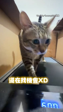 【本喵不想減肥】8.6kg胖貓走跑步機減肥 邊碎唸邊逃跑被阻止XD