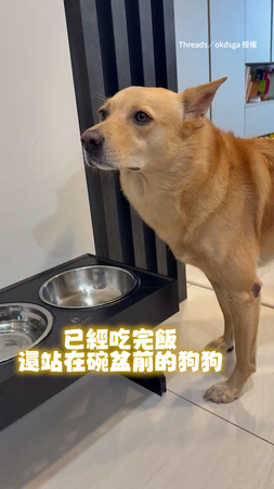 【就是不死心】狗狗吃完飯還求第二碗　主動乖巧坐下超級萌XD